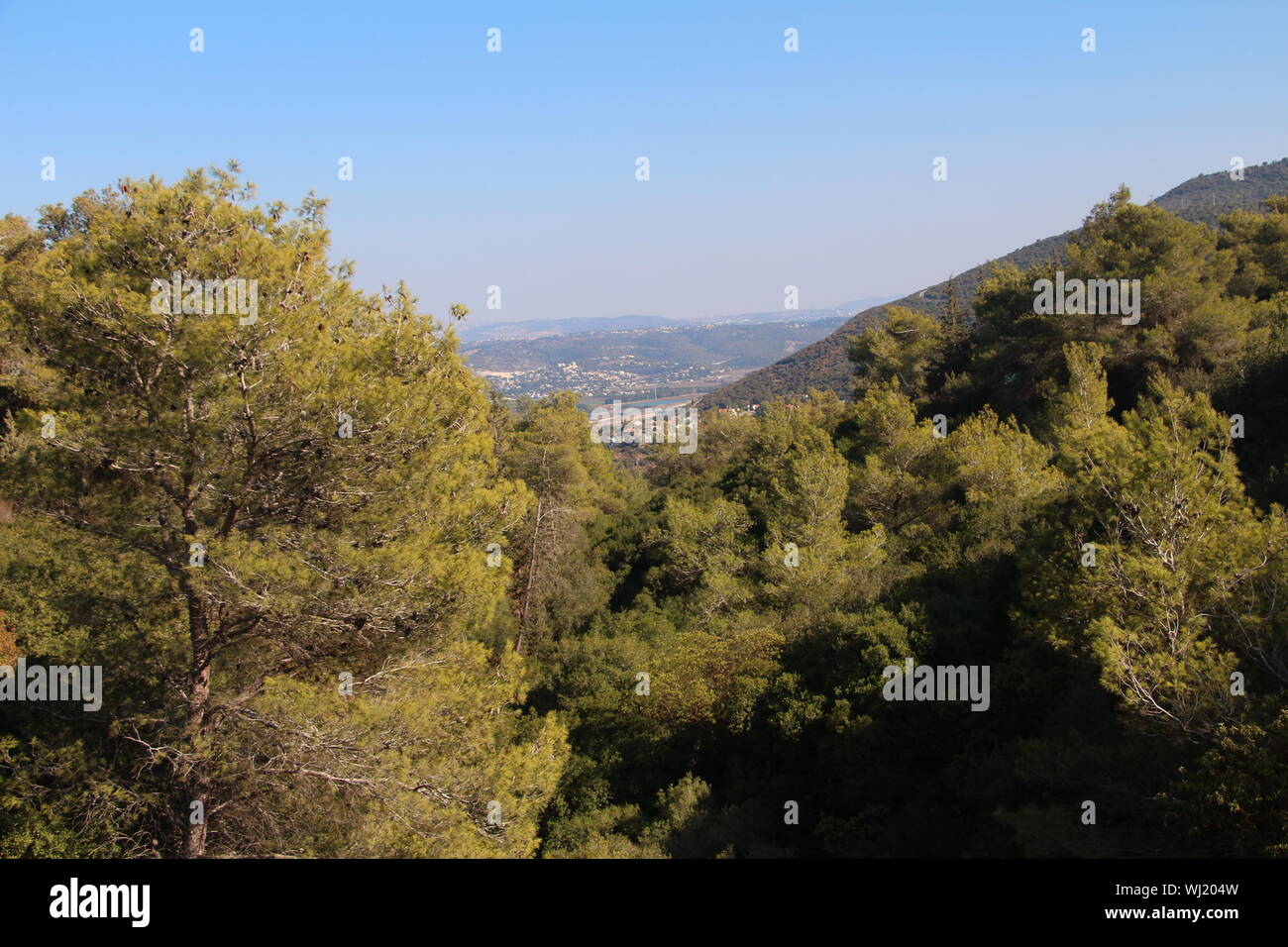 Wald, Haifa Stockfoto