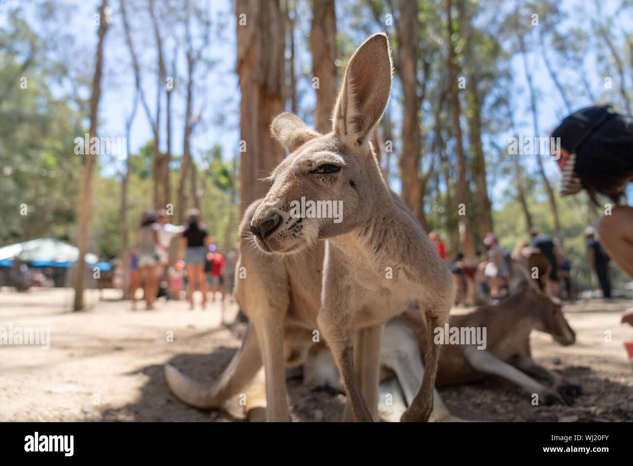 Currumbin Wildlife Sanctuary im Gold Coast, Queensland, Australien Stockfoto