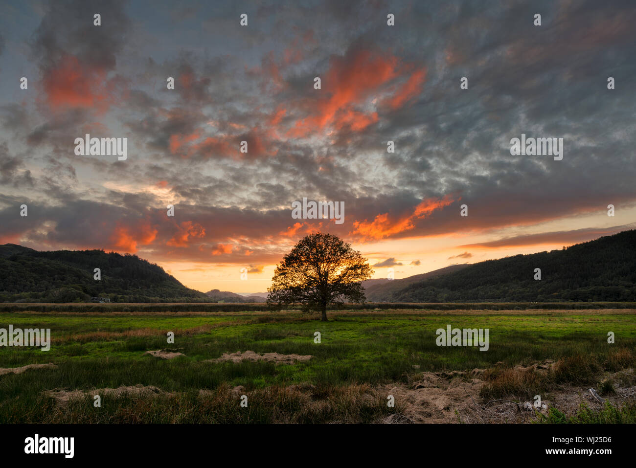 Sonnenuntergang über eine einsame Eiche in der barmouth (Mawdach) Mündung in der Nähe von Dolgellau in Nord Wales Stockfoto