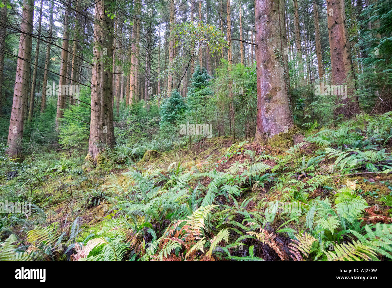 Kiefernwälder Linie der Route der Torrent entfernt in der Nähe von Dolgellau in Snowdonia im Norden von Wales Stockfoto