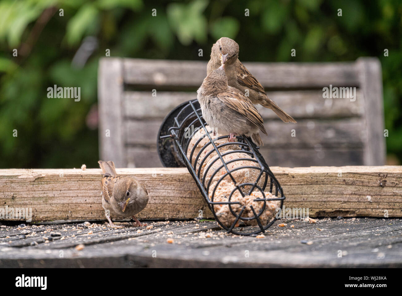 Weibliche house Sparrow, stehend auf einem Bird Feeder und Fütterung ein gewordener Vogel Spatz in einem englischen Garten. Stockfoto