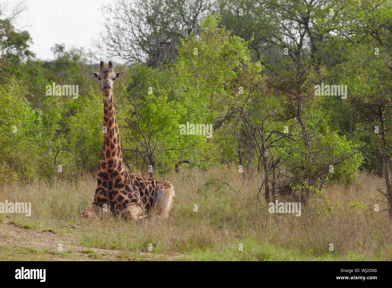Giraffe sitzt in der afrikanischen Steppe Stockfoto Giraffe sitzt in der afrikanischen Steppe Stockfoto