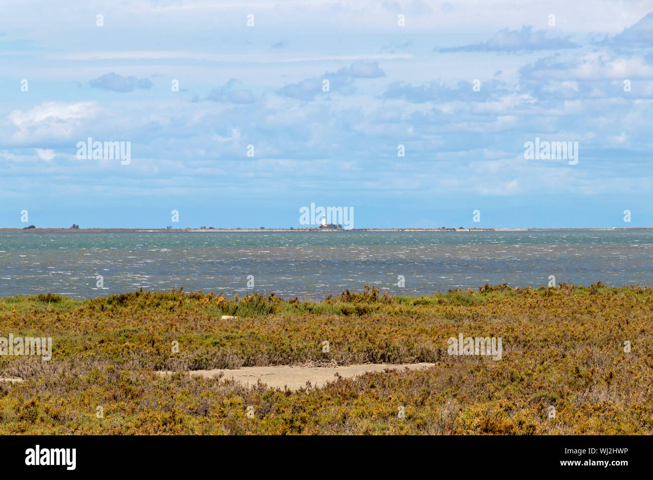 Camargue Flora, Vegetation Landschaft rund um den Regionalen Naturpark der Camargue, sumpfige Ramsar Feuchtgebiete und Marschland Vegetation und Sanddünen Stockfoto