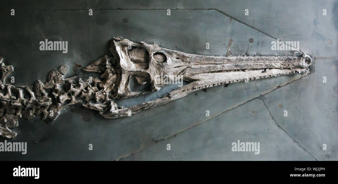 Leiter der Krokodil im Amerikanischen Museum für Naturgeschichte, Manhattan Stockfoto