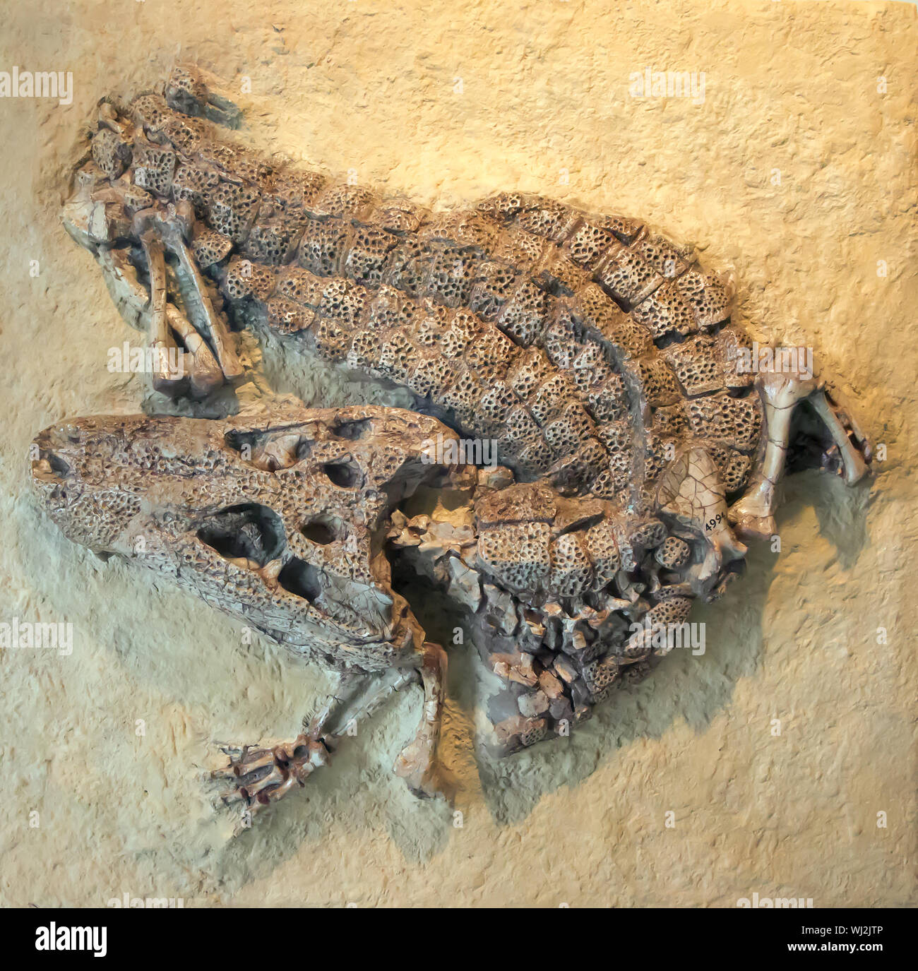 Fossile von Krokodil im Amerikanischen Museum für Naturgeschichte, Manhattan Stockfoto