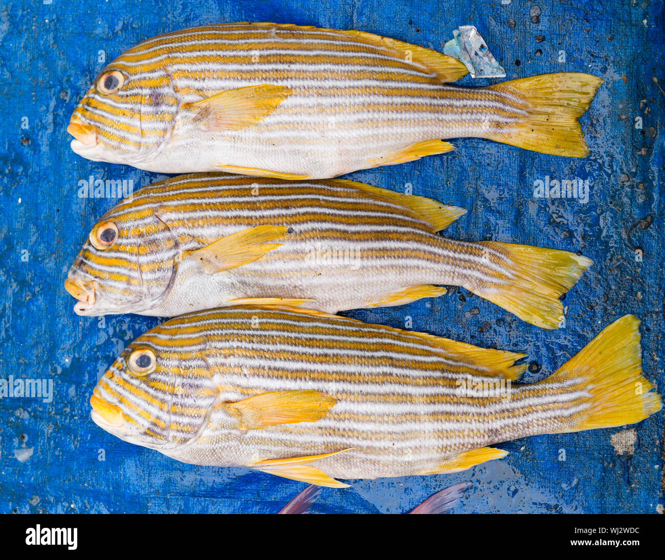 Fisch, Markt, Paotere, Makassar, Sulawesi, Indonesien Stockfoto