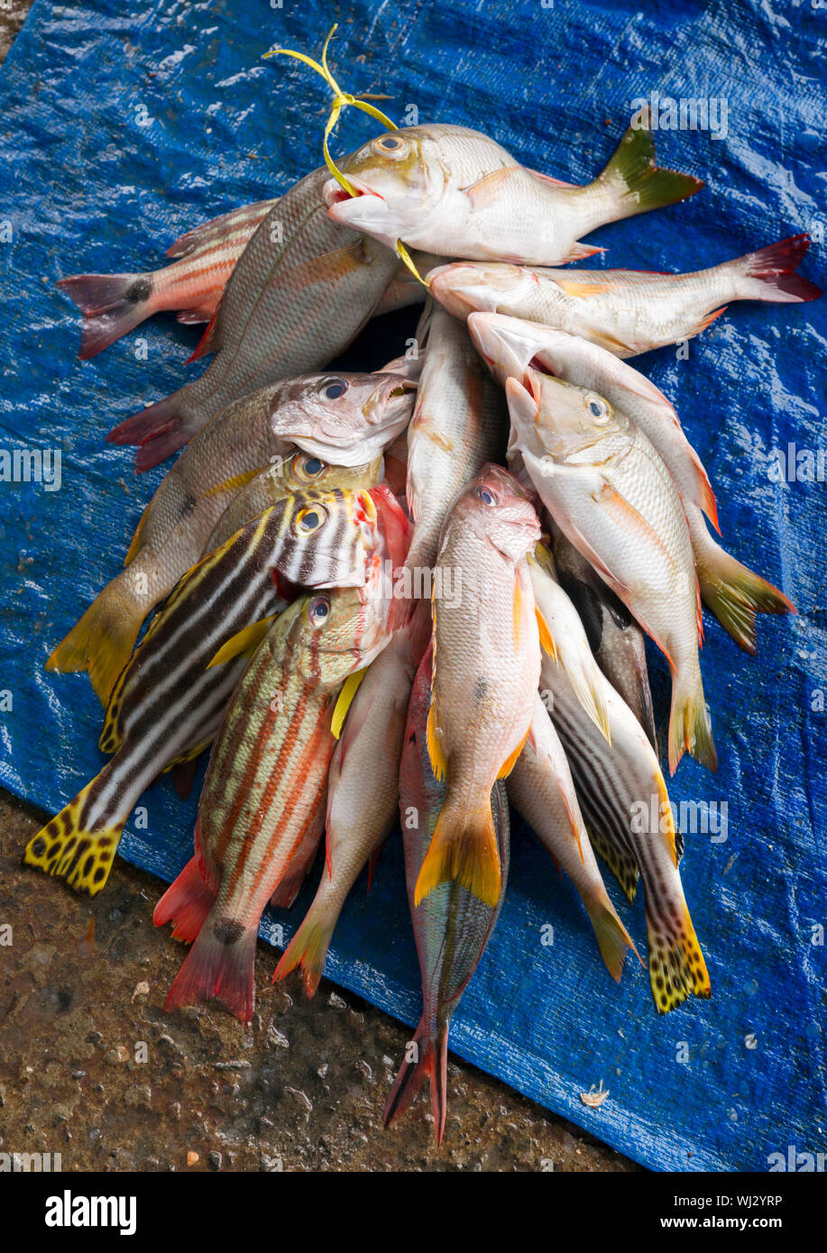 Fisch, Markt, Paotere, Makassar, Sulawesi, Indonesien Stockfoto