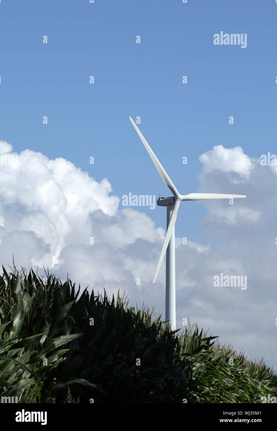 Wea-Produktion grüner Strom im Maisfeld, Landwirtschaftliche Landschaft Stockfoto