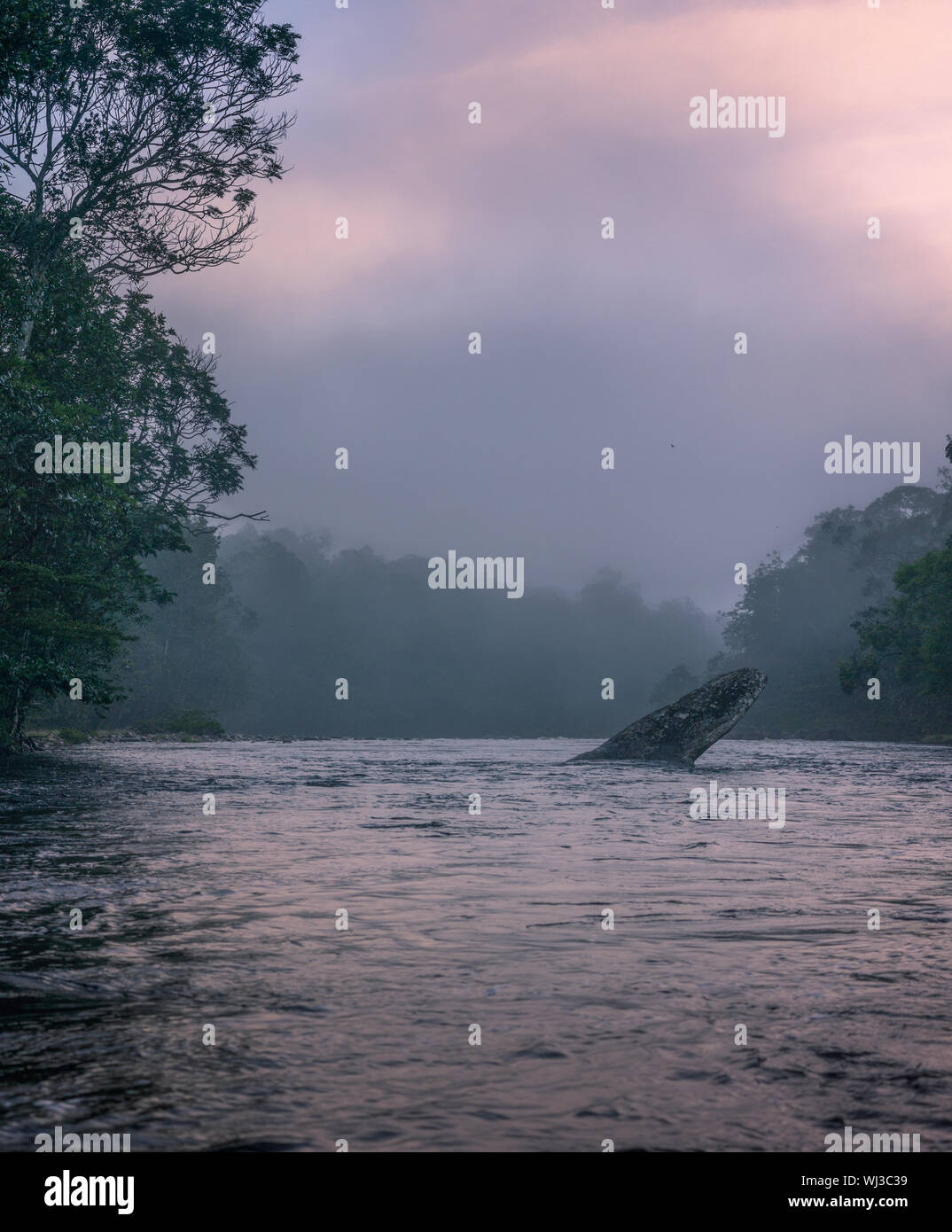 Misty Morning auf einer tropischen Fluss mit einem riesigen Felsblock in der Mitte von einem Bach im Dschungel von Lateinamerika. Stockfoto