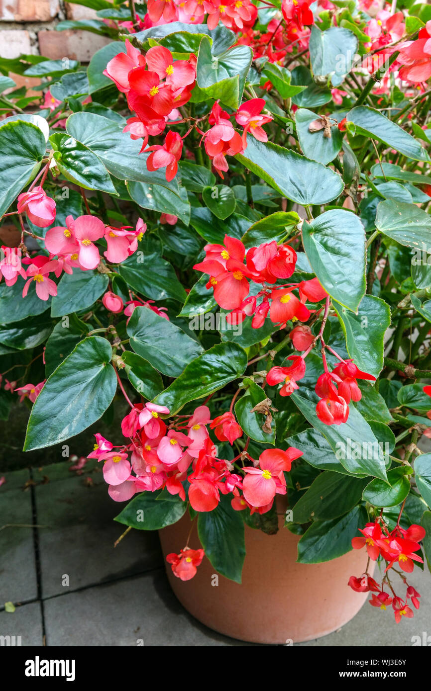 Roter Begonien Blumen unter Blätter in einem Topf auf einem Sommer schattige Terrasse Stockfoto