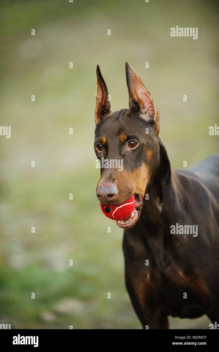 Dobermann mit roten Ball im Mund im Park Stockfoto