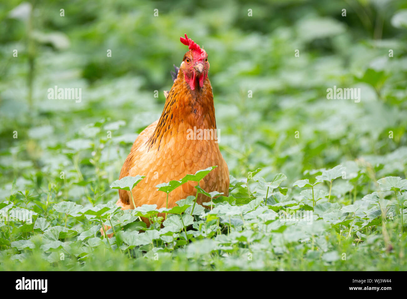 Braune Henne auf grünem Rasen, ökologische freie Zucht, schönen, gesunden Henne in der Sonne mit Zugang zu frischem Gras Stockfoto