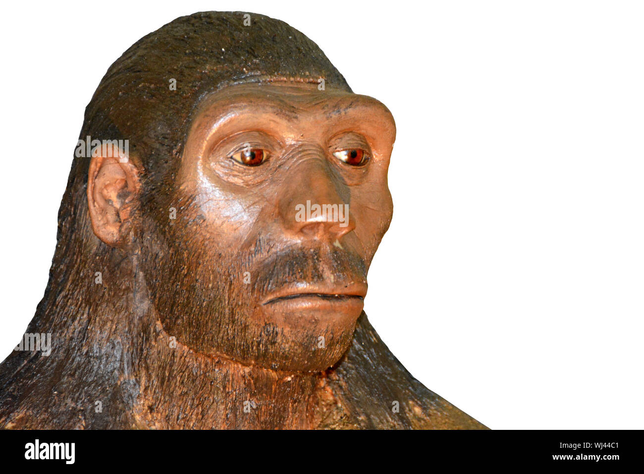 Homo habilis, einer unserer alten Vorfahren. Gegen einen weißen Hintergrund isoliert Stockfoto
