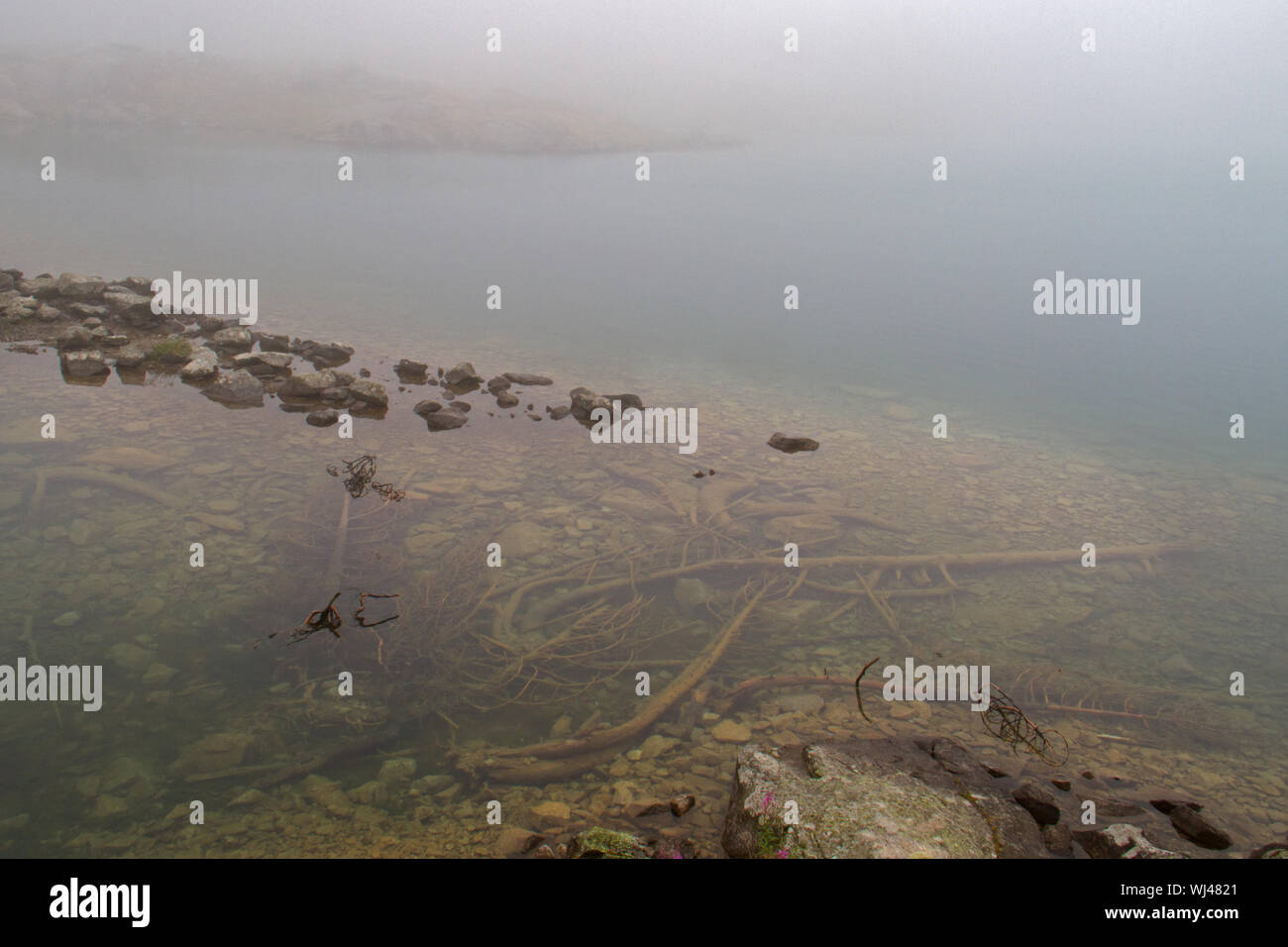 Geheimnisvolle Atmosphäre: einem nebligen See, tote Bäume auf den Boden gesunken Stockfoto