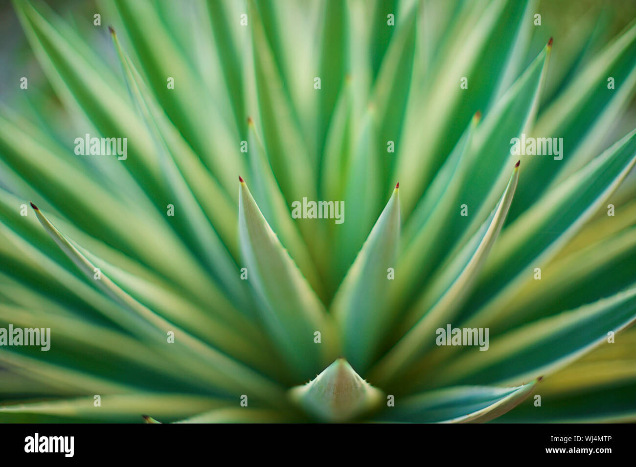 Extreme close up grün Aloe Vera Pflanze Stockfoto