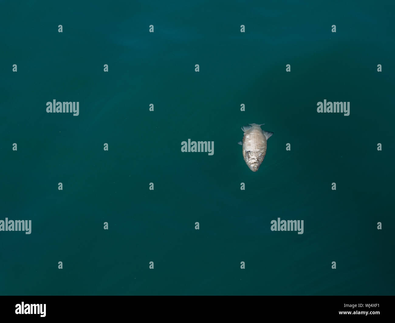 Gibt Es Fische Im Toten Meer www.alamy.de