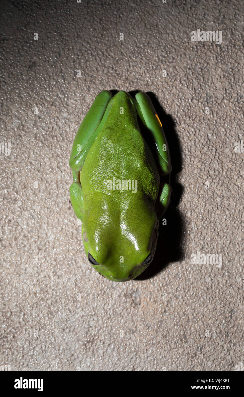 Ansicht von oben Green Tree Frog Stockfoto