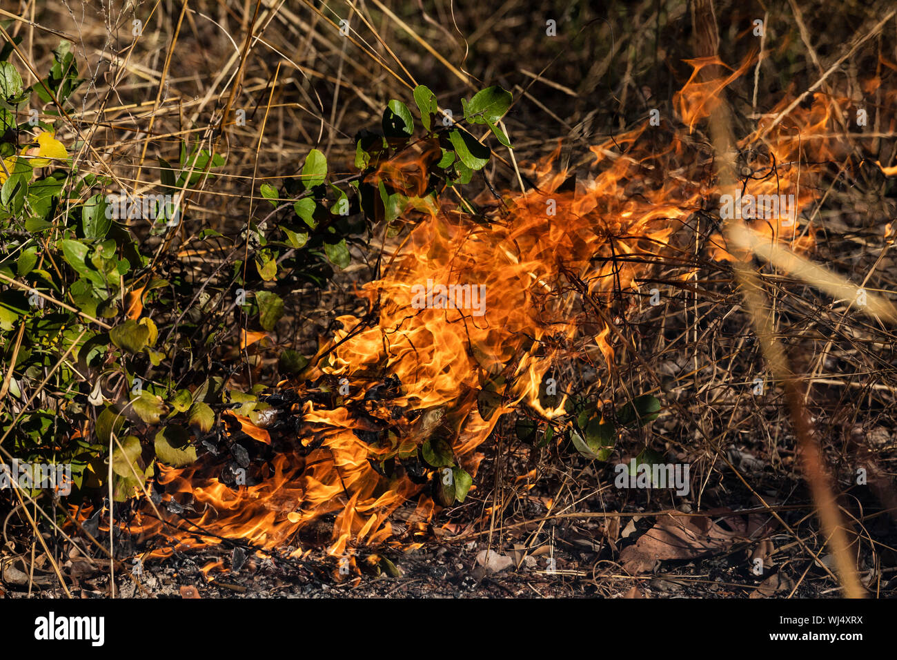 Vorbeugende patch brennendes Feuer Stockfoto