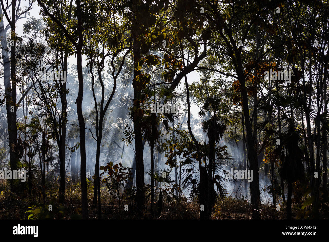 Vorbeugende patch brennendes Feuer Rauch im tropischen Wald, Kakadu National Park, Australien Stockfoto