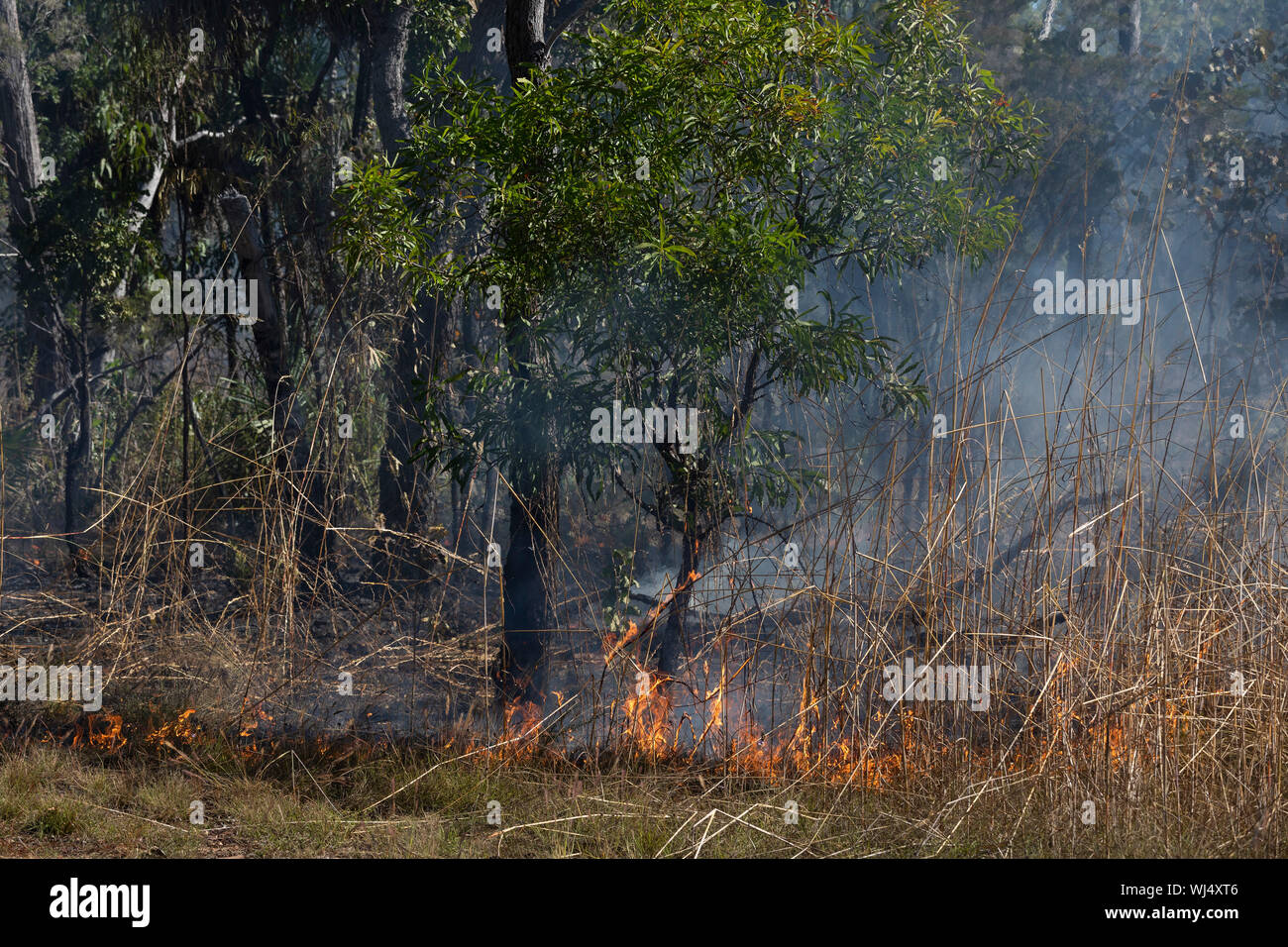 Vorbeugende patch brennendes Feuer in Wäldern, Kakadu National Park, Australien Stockfoto