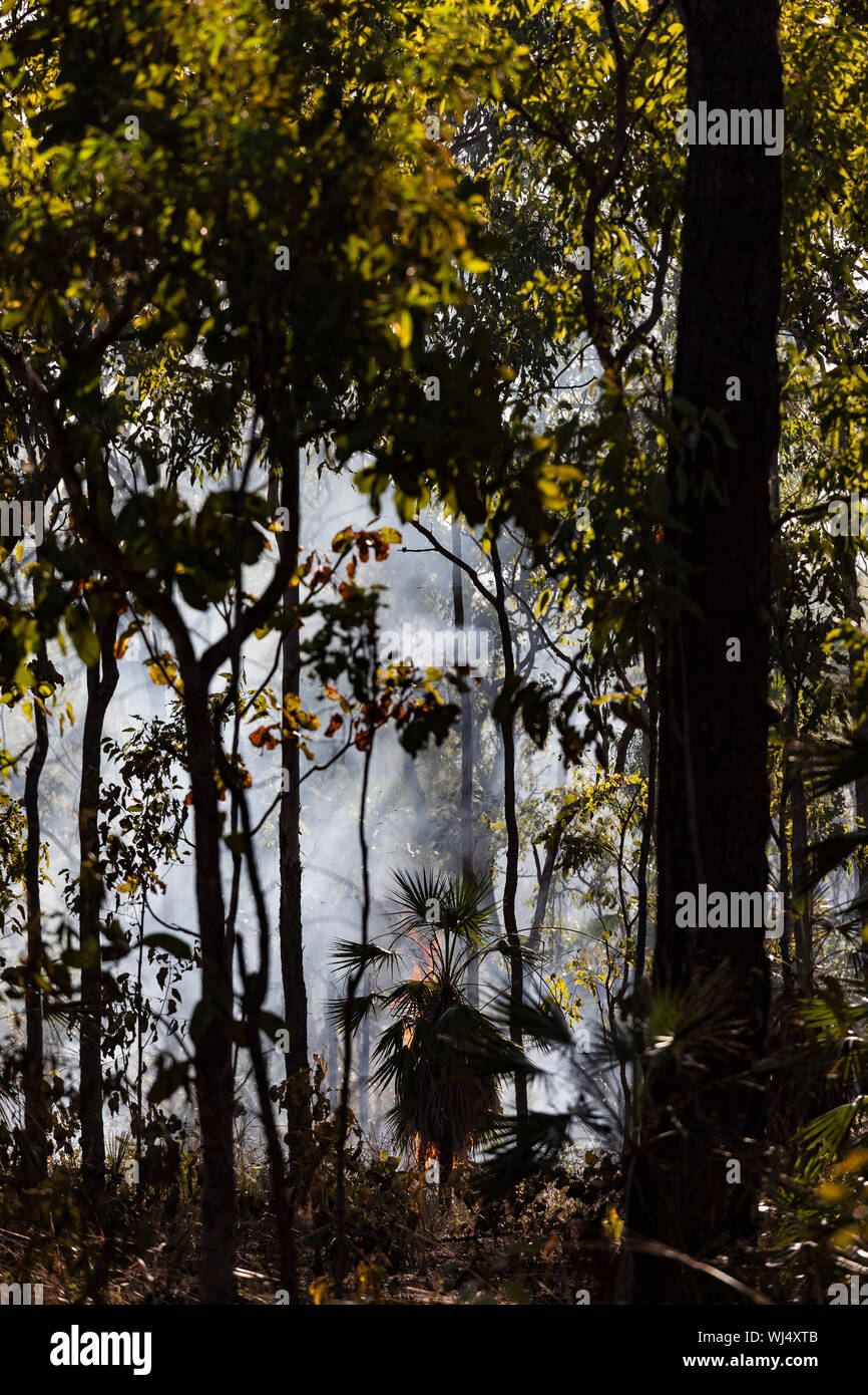 Vorbeugende patch brennendes Feuer im tropischen Wald, Kakadu National Park, Australien Stockfoto