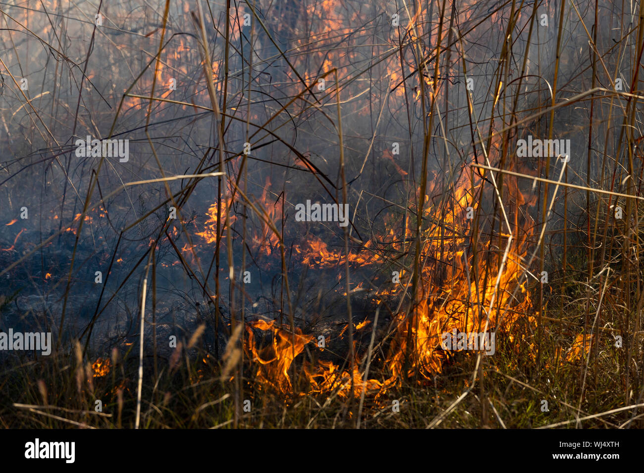 Vorbeugende patch brennendes Feuer Stockfoto