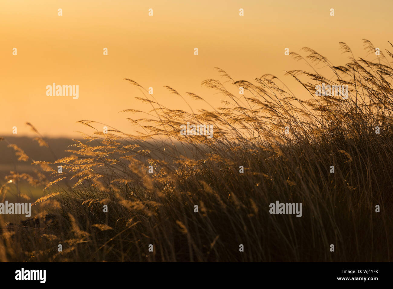 Ruhiges Gras bei Sonnenuntergang, Kakadu National Park, Australien Stockfoto