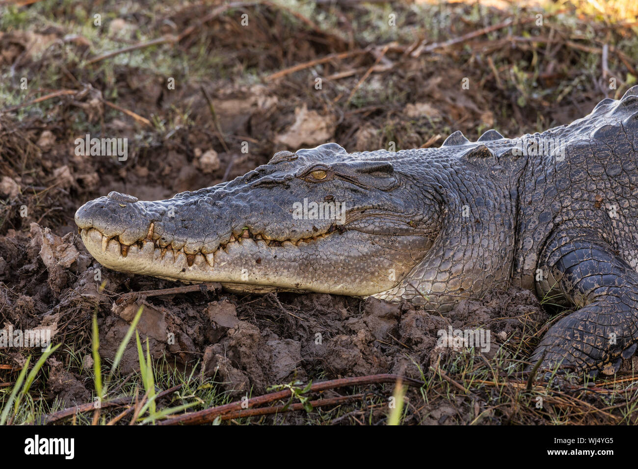 Close up Krokodil Festlegung in Schlamm, Kakadu National Park, Australien Stockfoto