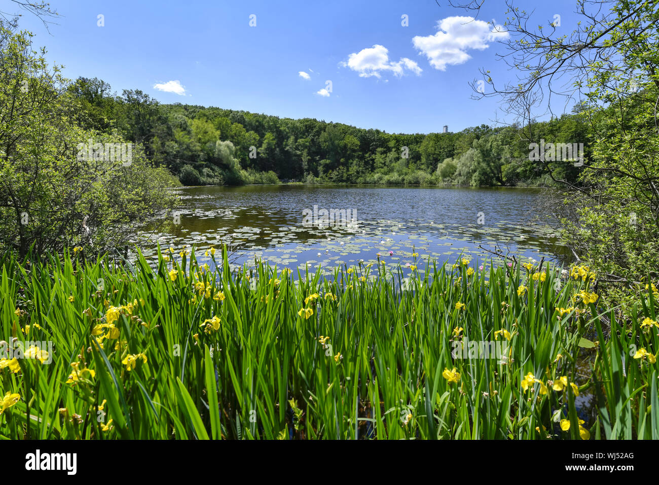 Bäume, Baum, Bäume, Berlin, Biotop, Blüte, Blüten, Deutschland, Gelb, Gelb, Gelb, Gelb, Wasser, Gewässer, grün, grün, grün, grün Stockfoto