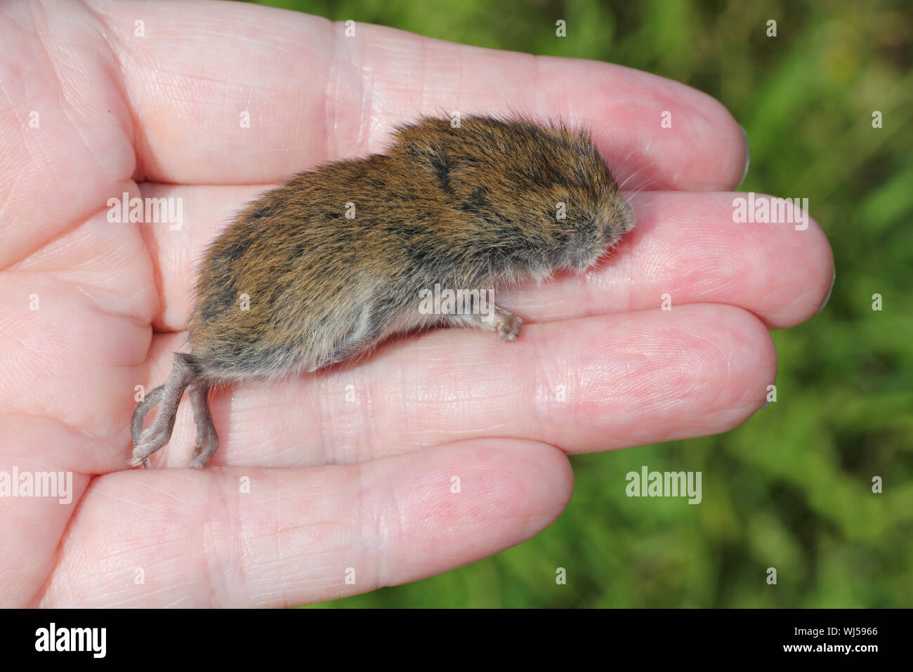 Junge Tote Feld Vole alias Short-tailed vole Microtus agrestis Stockfoto