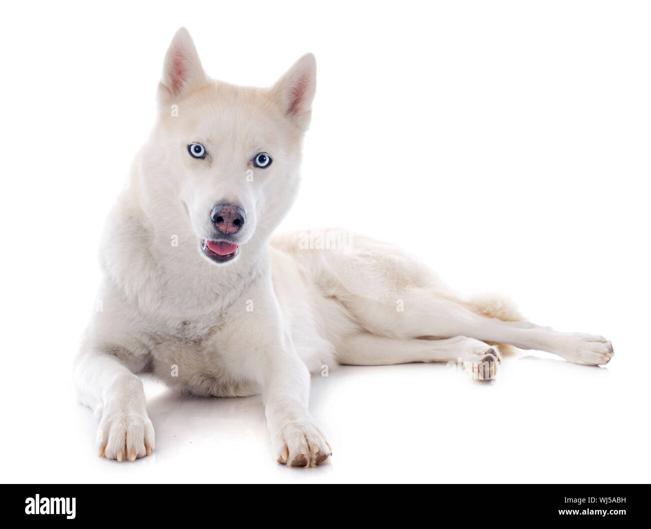 Porträt von ein schöne reinrassige Siberian husky Stockfoto