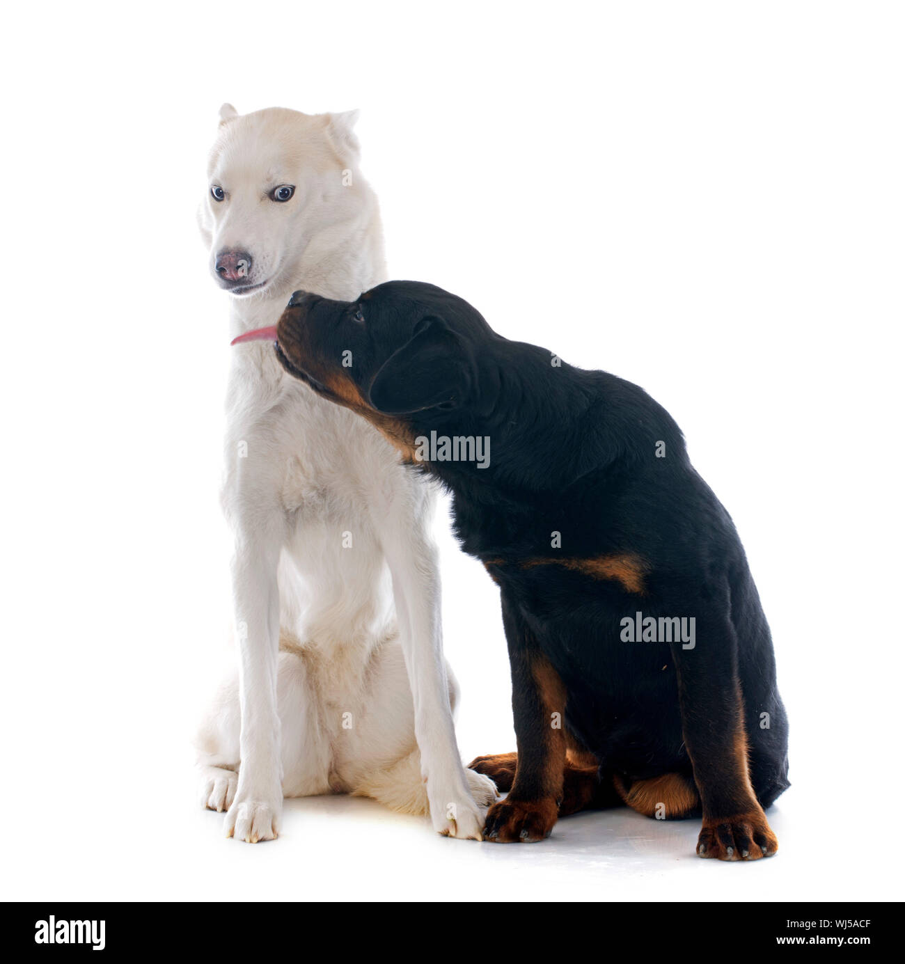 Porträt eines schönen reinrassigen Siberian Husky und Rottweiler Welpen Stockfoto