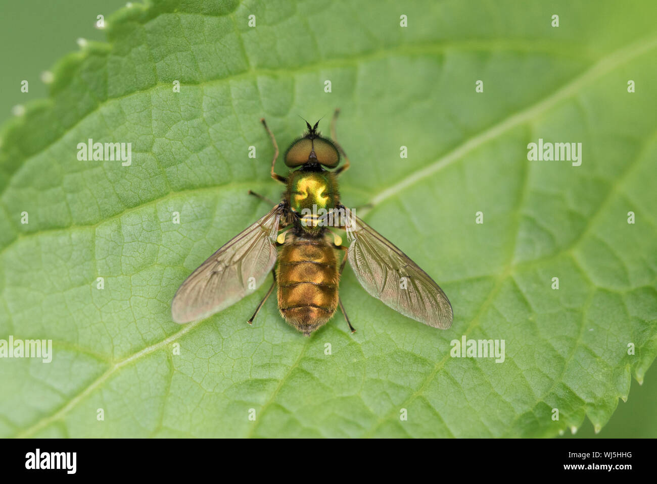 Breite Centurion oder Grüne Soldaten Fliegen (Chloromyia formosa) auf Garten Pflanze, West Sussex, Großbritannien Stockfoto