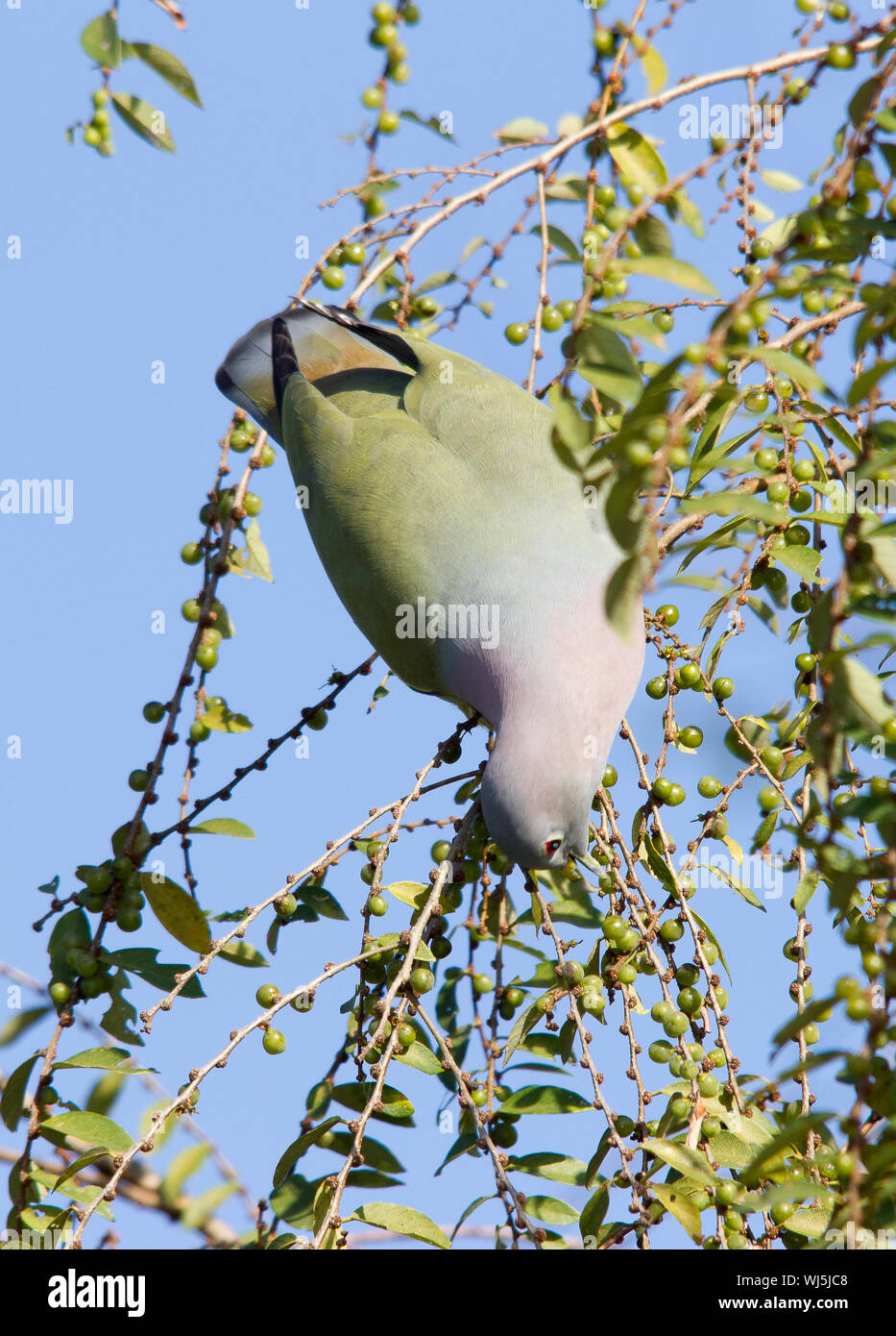 Rosa-necked grüne Taube Stockfoto