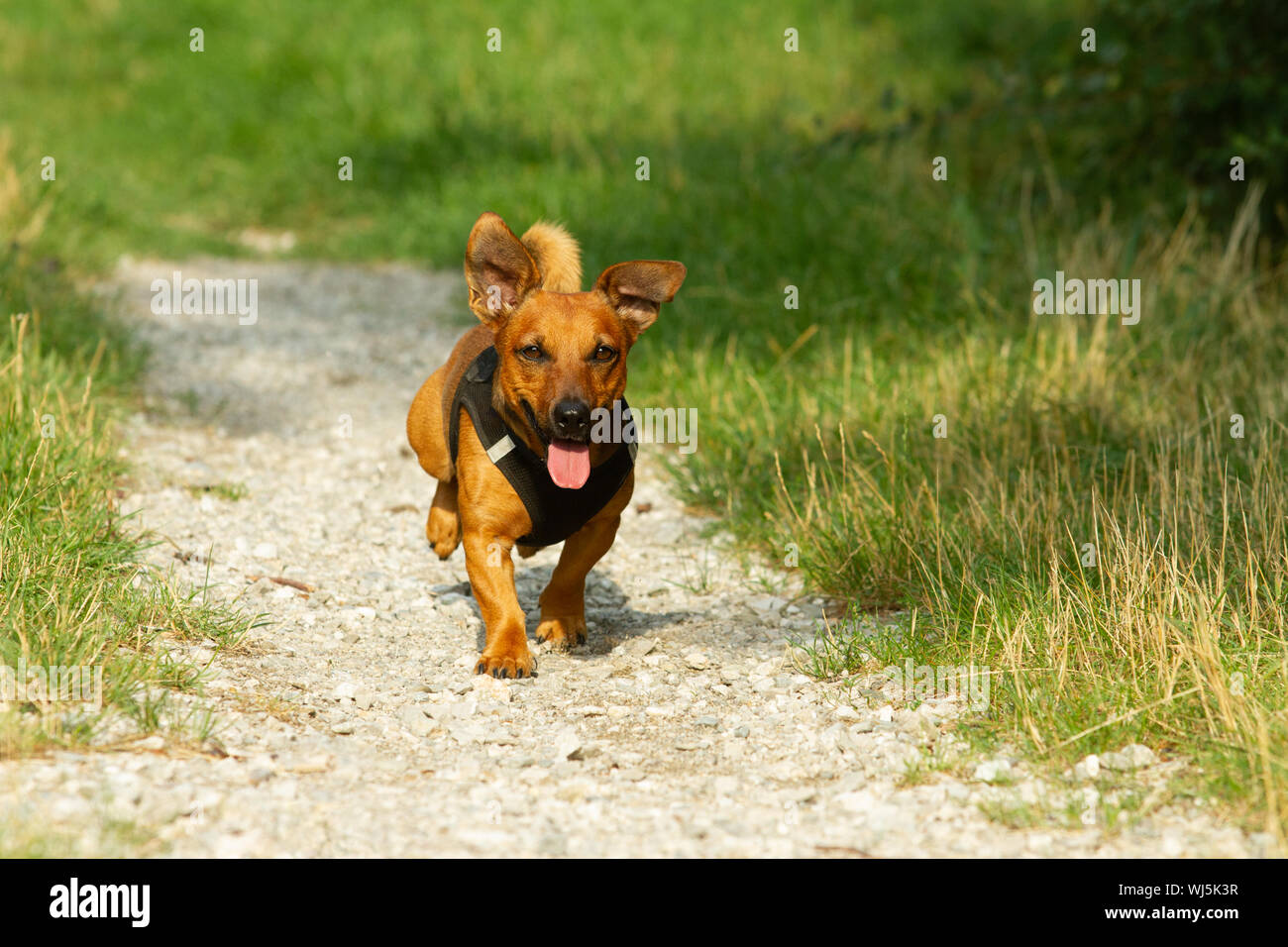 Niedliche Mischling Hund spielen auf einer Wiese. Alter von fast 2 Jahren.  Parson Jack Russell - Deutscher Schäferhund - Chihuahua mix Stockfotografie  - Alamy