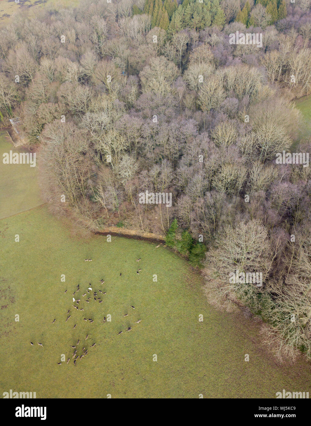 Damwild (Dama Dama) große Herde weiden im Feld, West Sussex, UK. Dezember Stockfoto