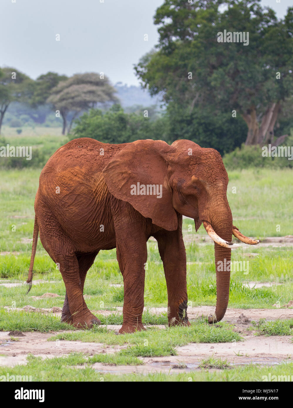 Afrikanischer Elefant (Loxodonta africana) in Rot Schlamm bedeckt, die Decke von Schlamm helfen kann die Haut des Elefanten vor der Sonne schützen sowie das Loswerden Stockfoto