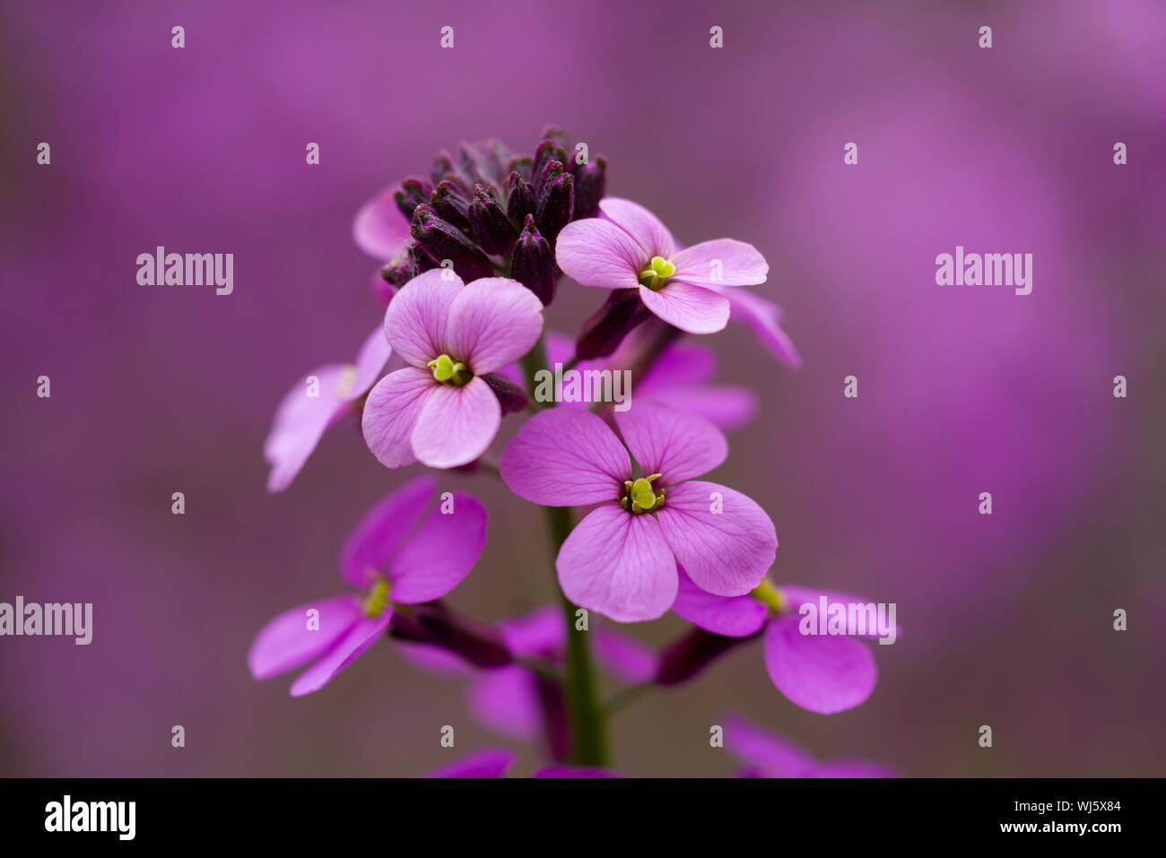 Close-up Erysimum Bowles Mauve (Erysimum linifolium glaucum) Blumen. Stockfoto