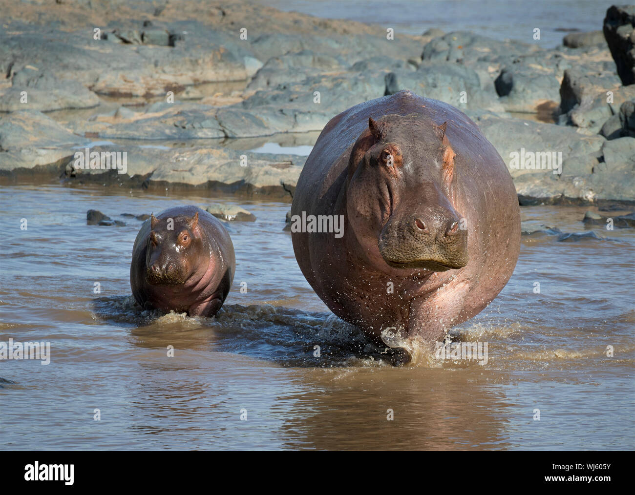 Flusspferd (Hippopotamus amphibius) Mutter und Jungtiere, Serengeti National Park, Tansania. Stockfoto