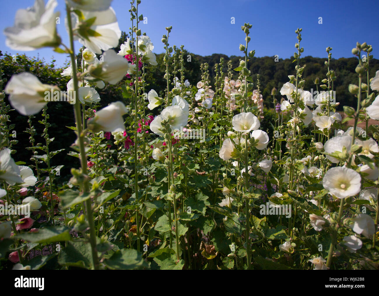 Gemeinsame Malve (Alcea rosea) im Garten von Gilbert Weiß, Selbourne, Hampshire, UK. Juli Stockfoto