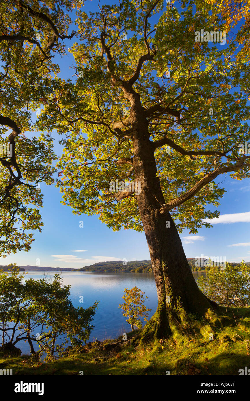 Englisch Eiche (Quercus robur) und Lake Windermere im Herbst, Lake District, Cumbria, UK. Oktober Stockfoto