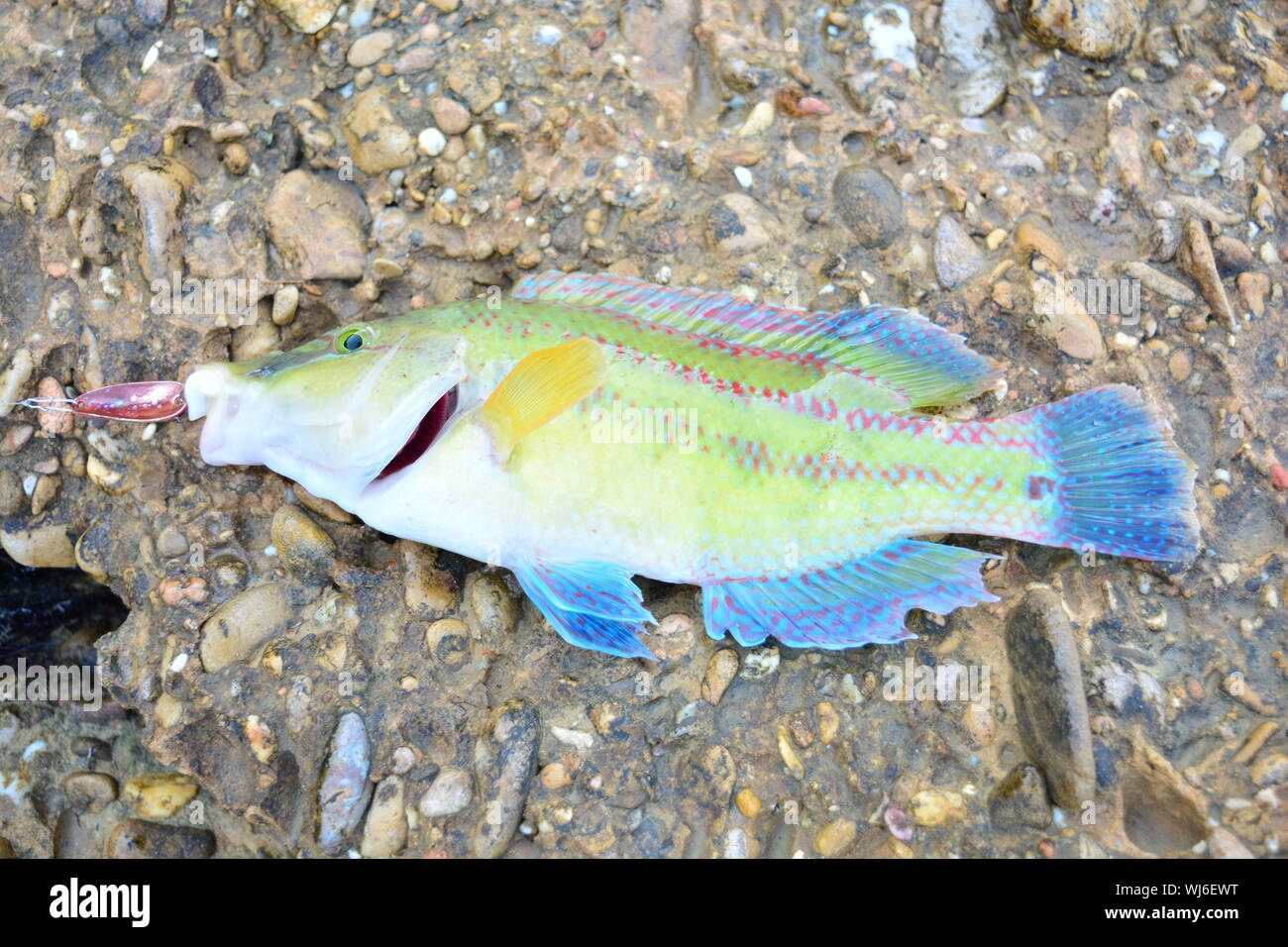 Guban Schwarzmeerfisch, hell, auf Stein gefärbt Stockfoto