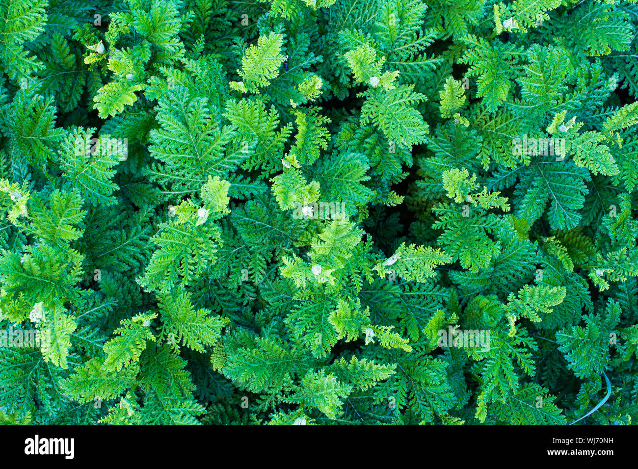 Grnes Blatt wilder Farn. Grne Gras. Anlage Hintergrund. Der Wald von oben  Stockfotografie - Alamy