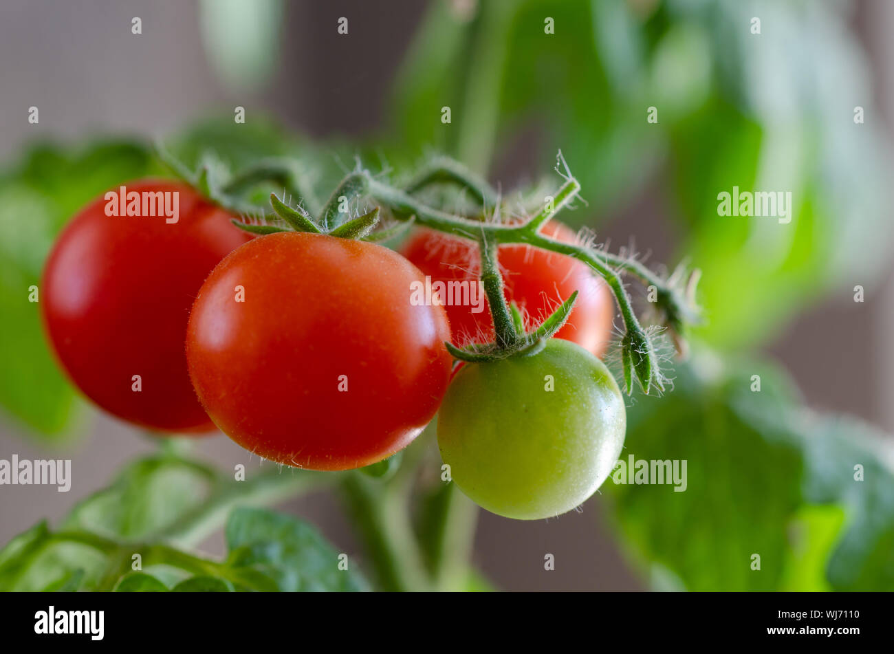 Reife und Unreife Tomaten auf einem Zweig. In der Nähe von Tomaten, wachsen in den Töpfen auf dem Balkon Stockfoto