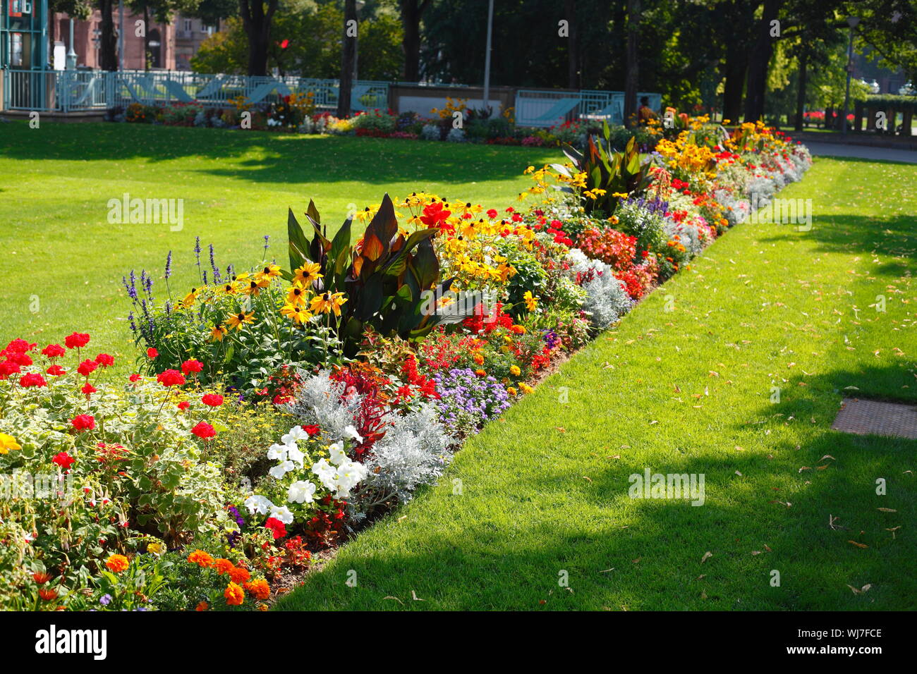 Im Sommer blühen bunte Blumen, Blumenbeet auf einem Rasen Stockfoto