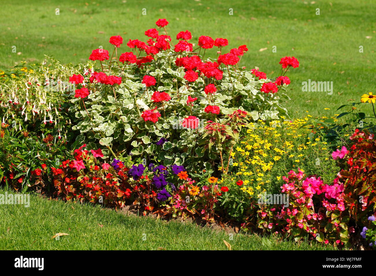 Im Sommer blühen bunte Blumen, Blumenbeet auf einem Rasen Stockfoto