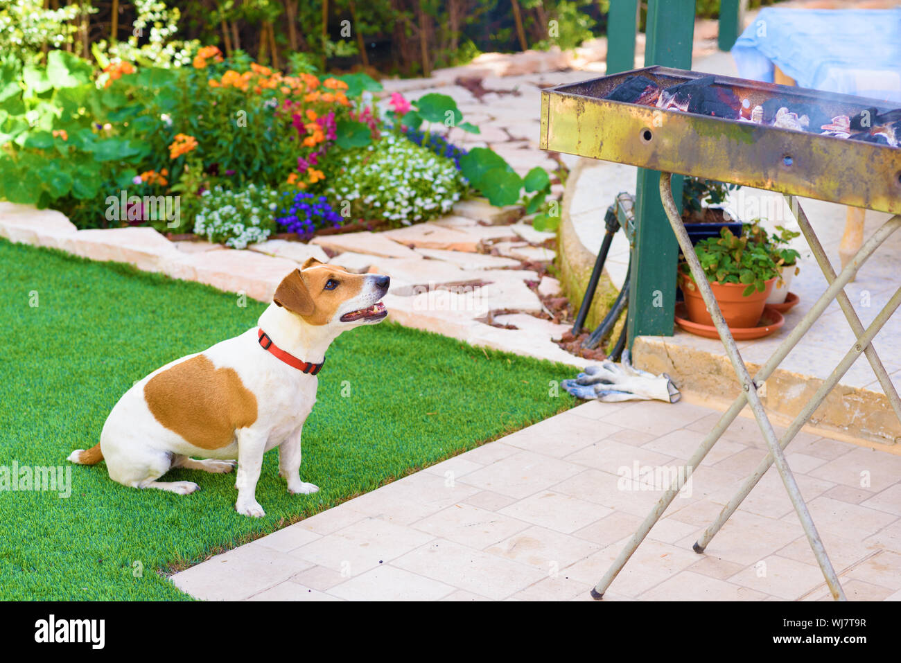 Cute hungry Jack Russell Hund sitzen in der Nähe von Grill und sah zum Eigentümer. Welpen warten auf Fleisch auf ein bbq Am Hinterhof des Hauses. Stockfoto