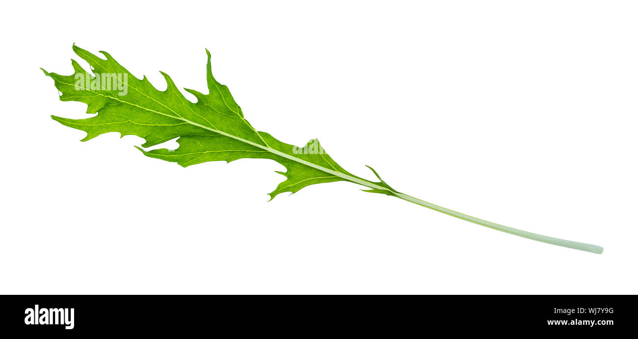 Grünes Blatt von mizuna (Japanische blatt Kohl) Kraut Ausschnitt auf weißem Hintergrund Stockfoto