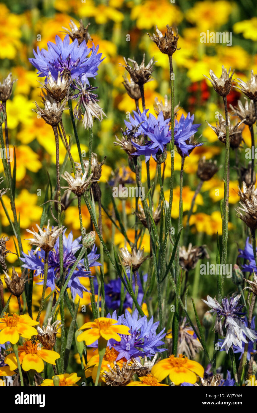 Jährliche bunte Blüten, blaue Kornblume Ringelblume, Schönheit Sommer Blumenbeet, August, gemischten Anlagen Stockfoto