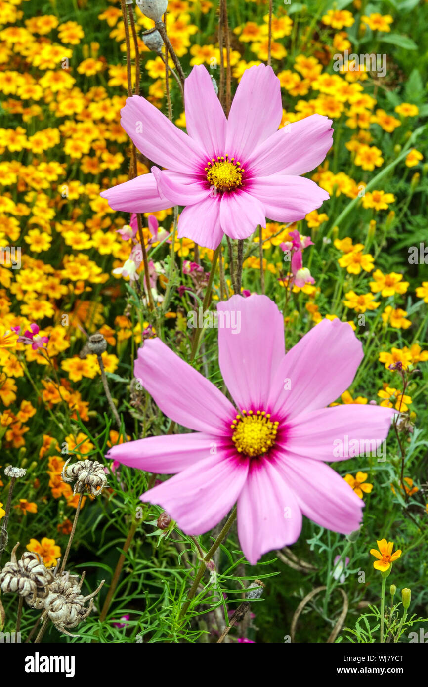 Jährliche bunte Blumen, rosa Garten Cosmos Bipinnatus, mexikanische Aster, Schönheit Sommer Blumenbeet, August, gemischten Anlagen Stockfoto